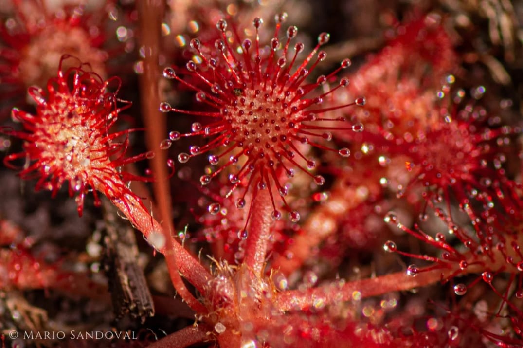 Drosera