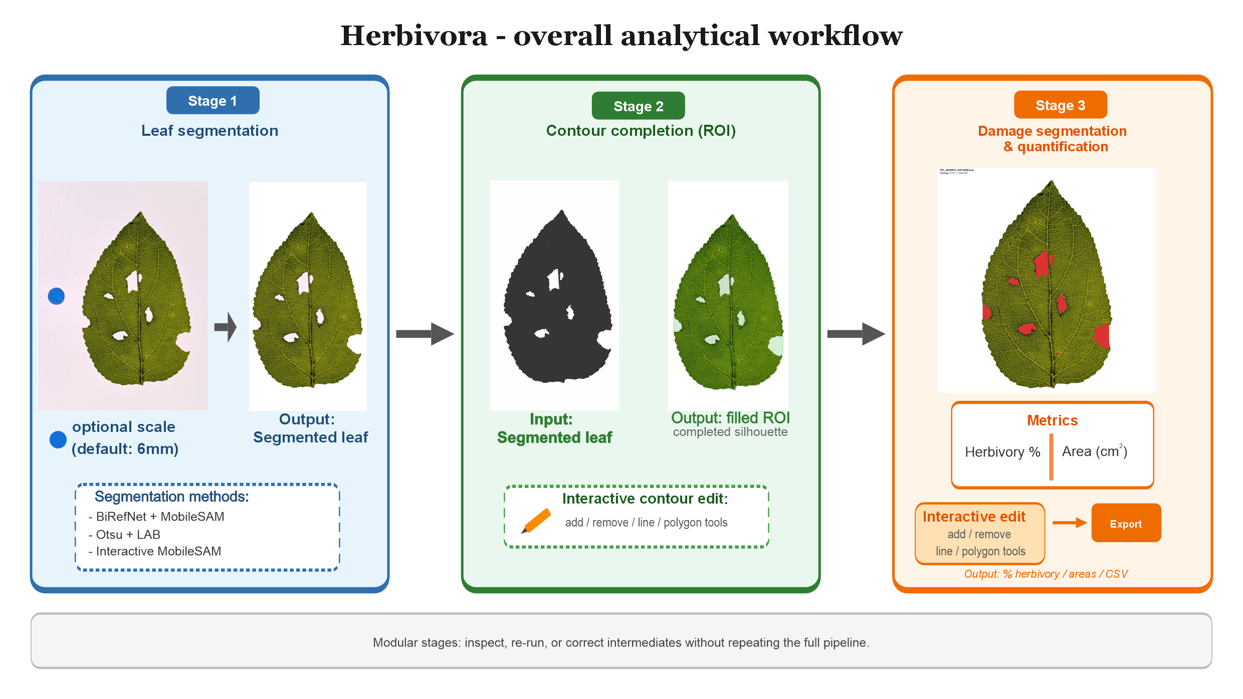 Herbivora three-stage workflow: segmentation, contour, and analysis